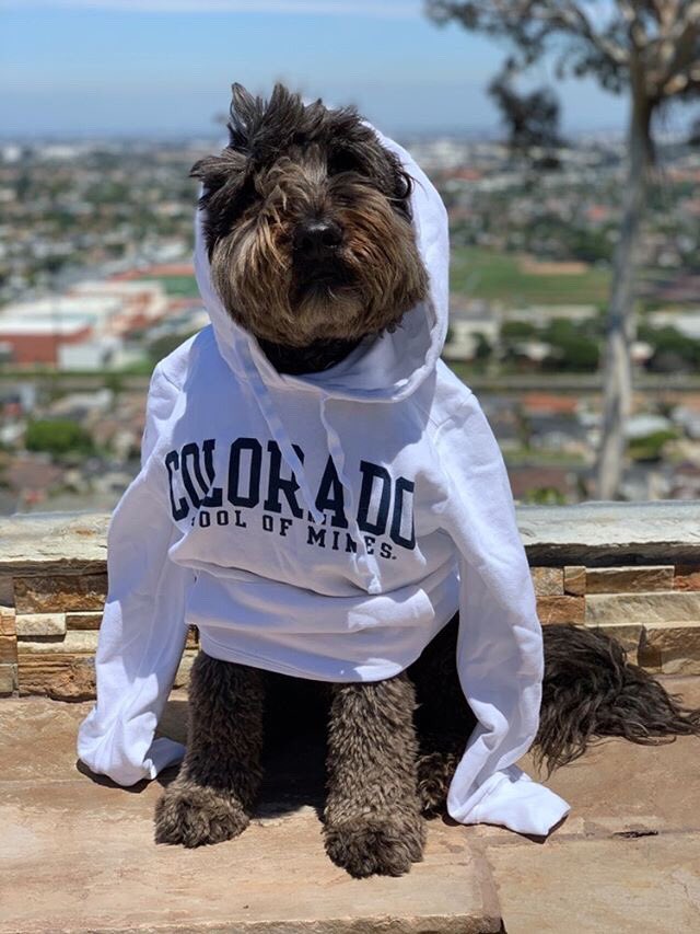 Looking for beautiful pups on #NationalDogDay? Check out the Mines Instagram story! Lovin&rsquo; it!