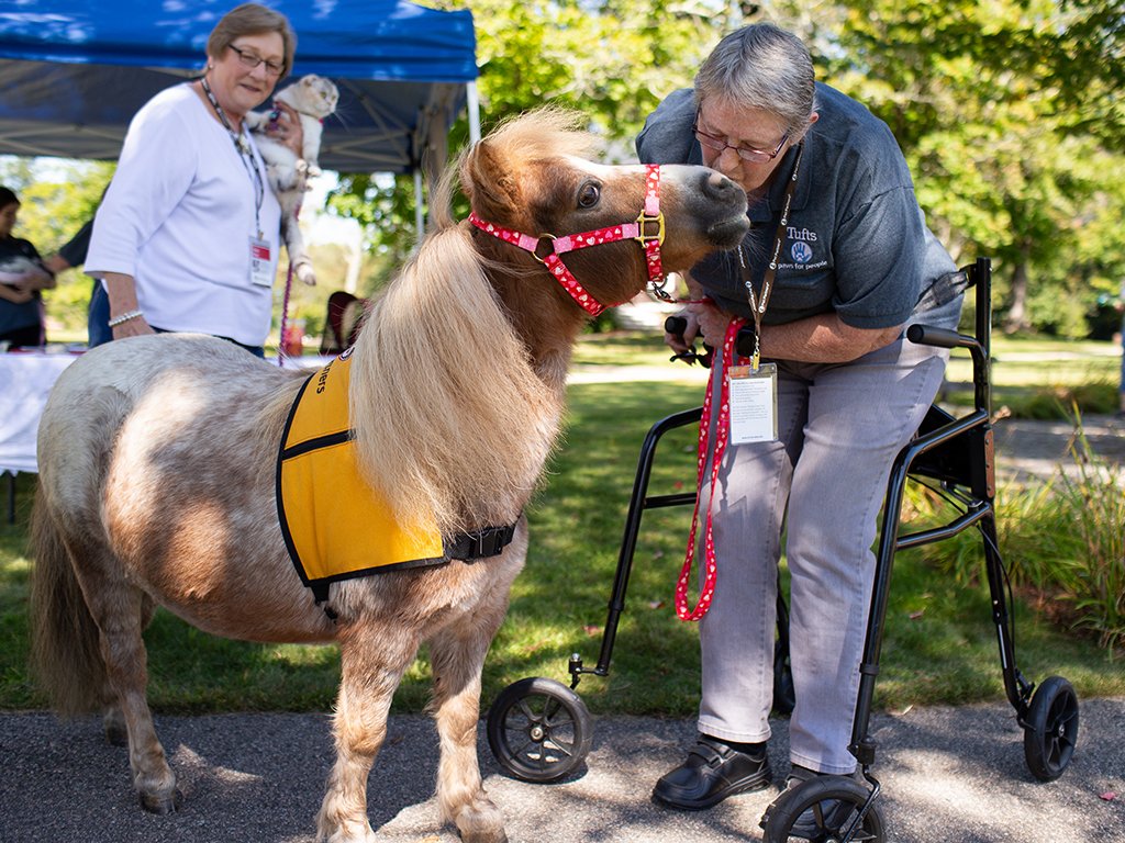 It was a great turnout on Sunday at the annual @tuftsvet Open House on Tufts' Grafton campus, where guests learned more about the programs offered, the field of veterinary medicine & more! : @graftonnews :