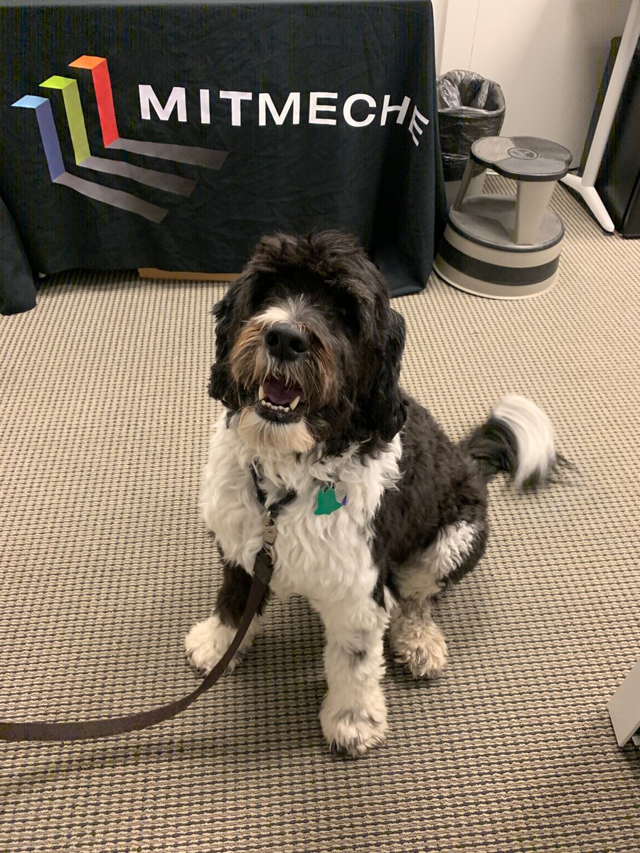 Say hello to Galley! This very good boy, who belongs to Senior Lecturer Franz Hover, swung by the MechE Undergraduate Office today #DogsofMIT